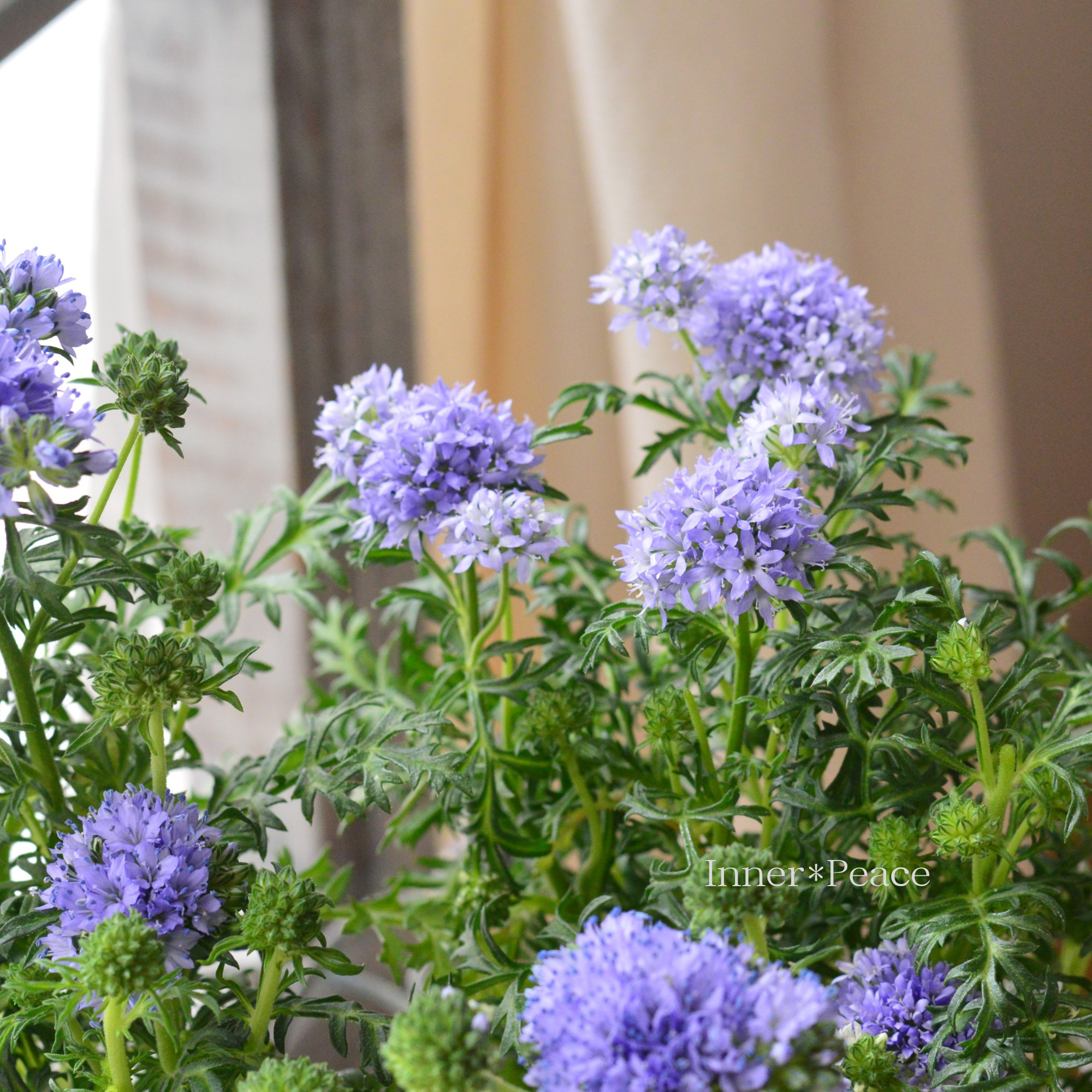 【美しい】 ギリア 『レプタンサ』 　　3寸POT