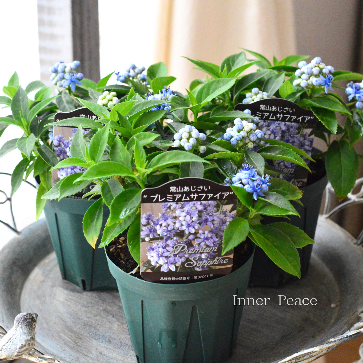 かわいい】 常山あじさい 『プレミアムサファイア』 3.5寸硬質POT