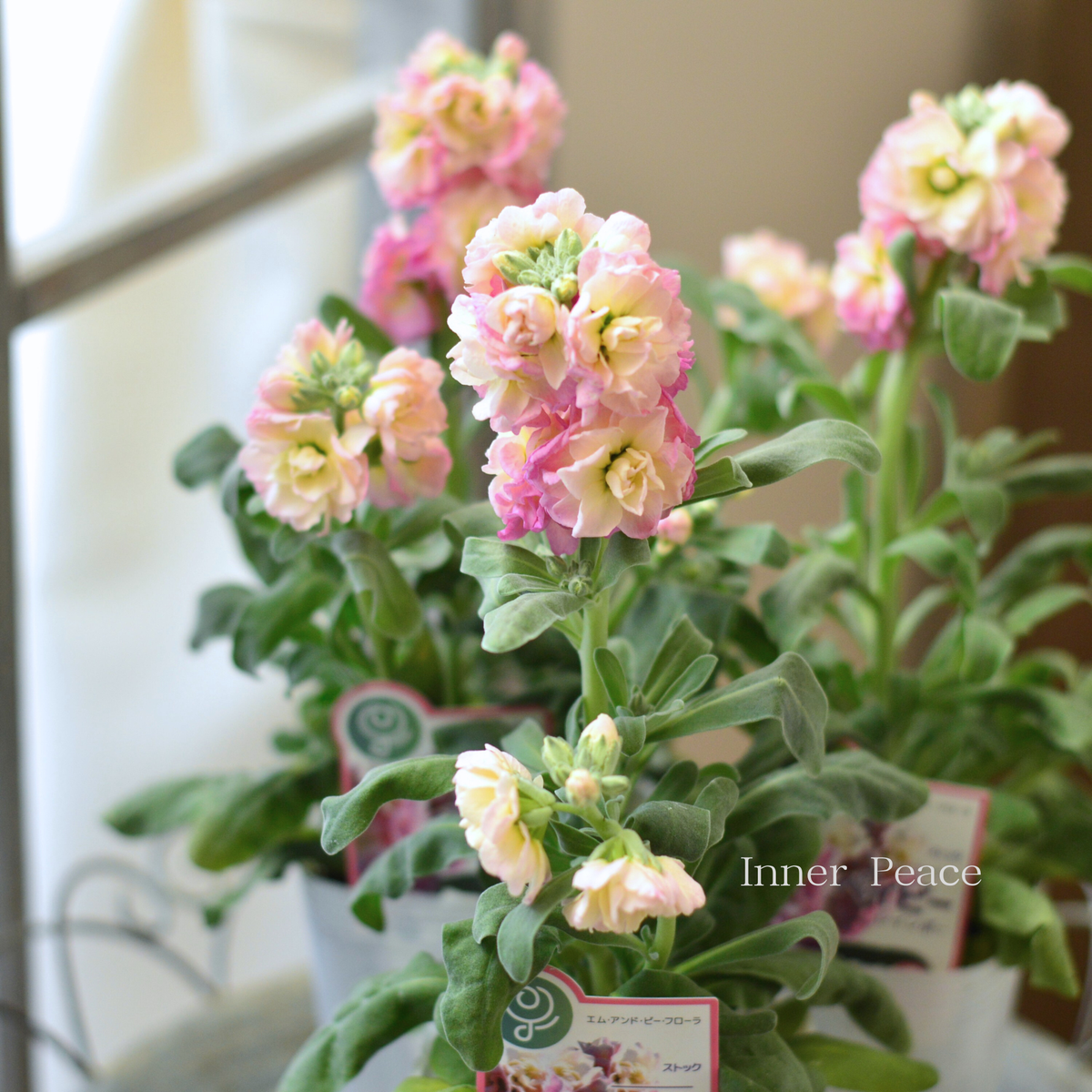 fea0554593feecc6436766c8b06c01