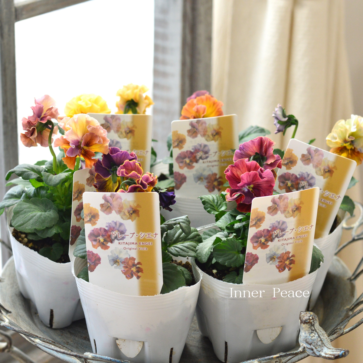 北島園芸さん】 ビオラ 『ドレープシエナ』 3.5寸POT