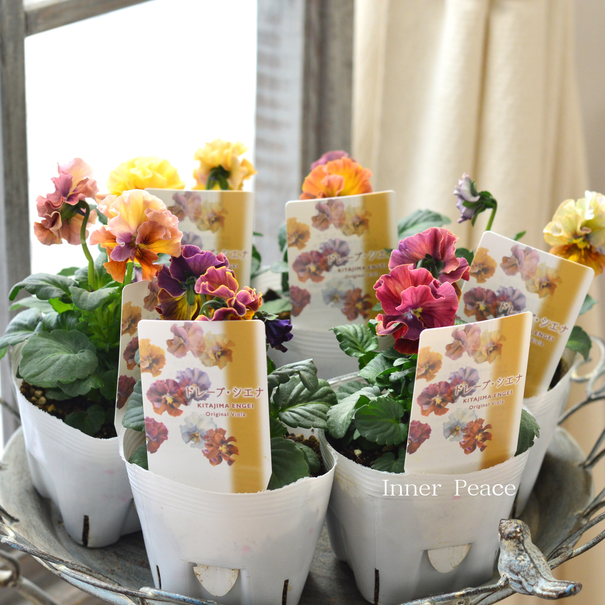 【北島園芸さん】 ビオラ　『ドレープシエナ』　3.5寸POT