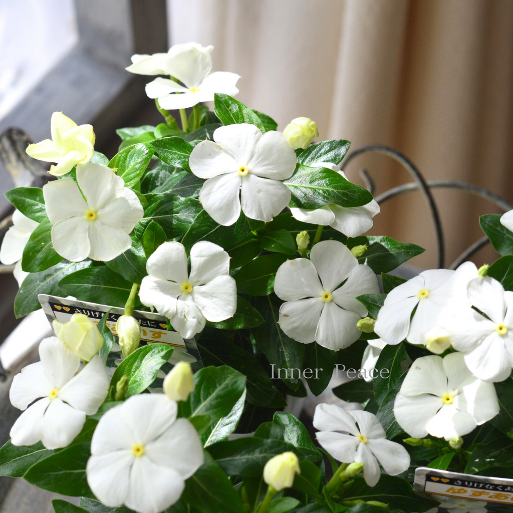 北島園芸さん】 ニチニチソウ 『ゆずあいす』 3.5寸POT