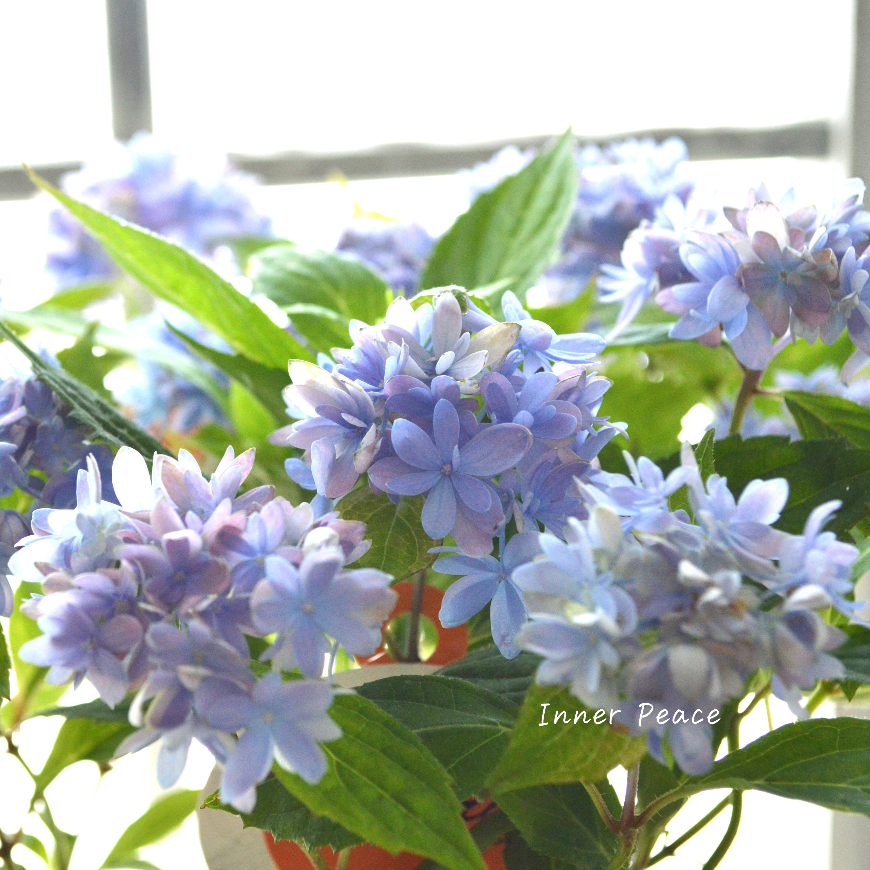 【吉岡麗子さん】 紫陽花 『マルルー・ブルー』  3号POT
