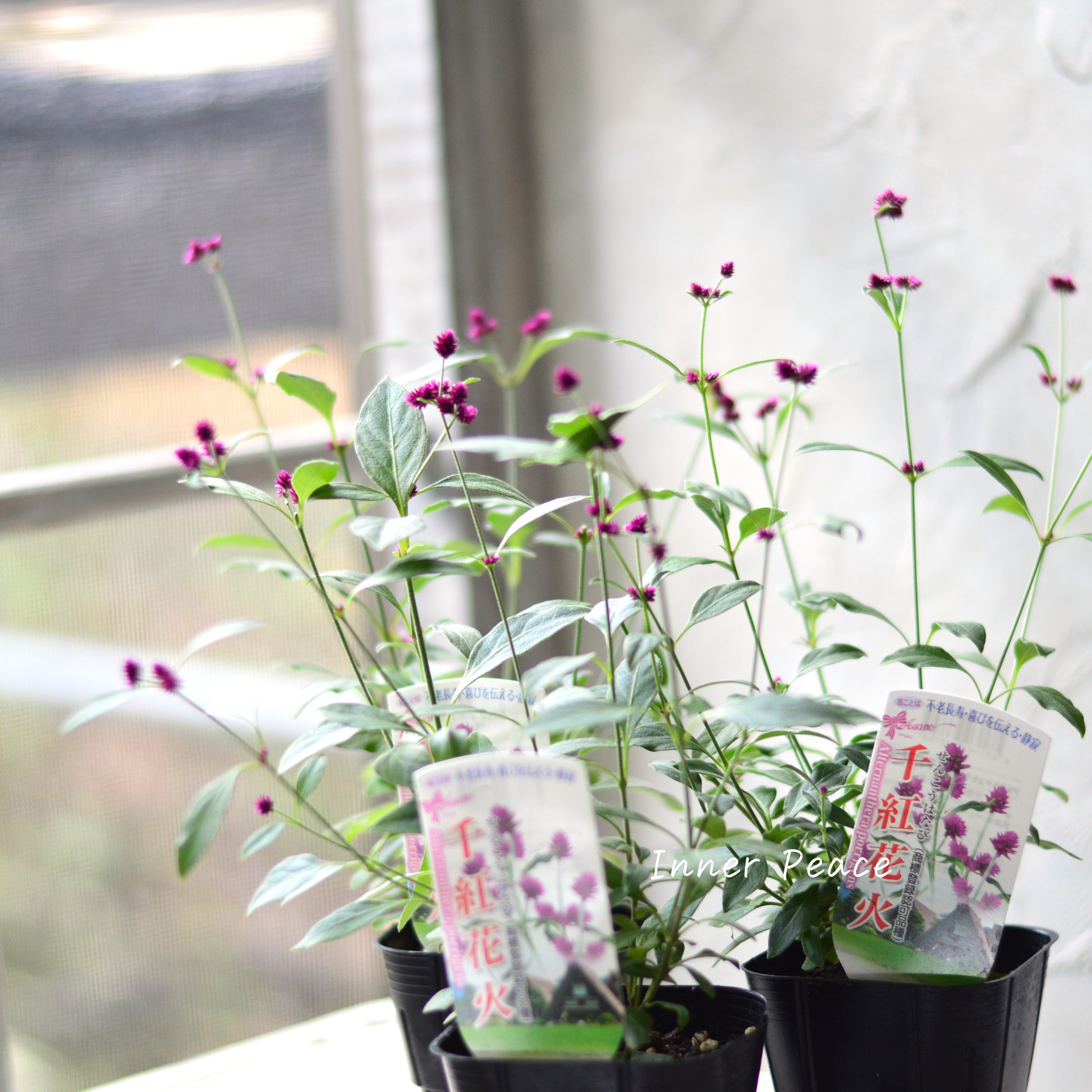 フアン・デ・アレリャーノ、花、超希少、新品額付、状態良好 かわいい】 アルテルナンテラ 『千紅花火』 3寸POT