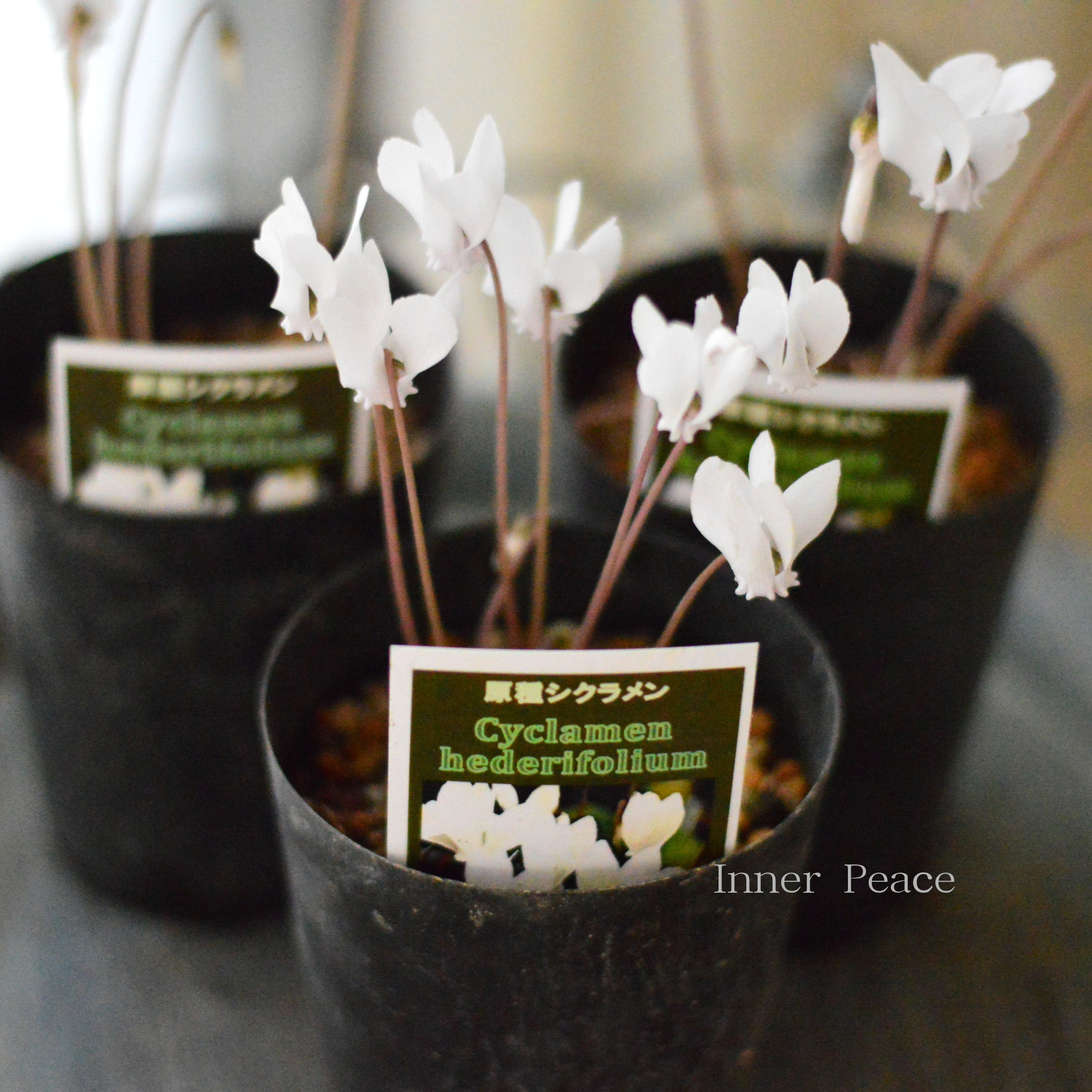 【かわいい】 原種シクラメン　『ヘデリフォリウム・ホワイト』　　3寸ロングPOT