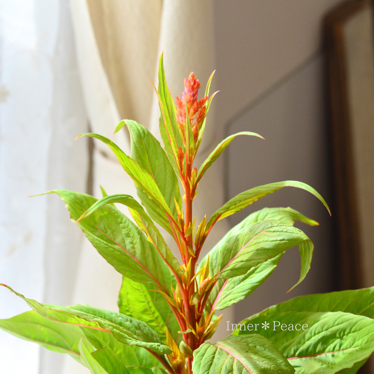 【秋色】 ケイトウ　『霧島の秋・③』　  3.5寸POT