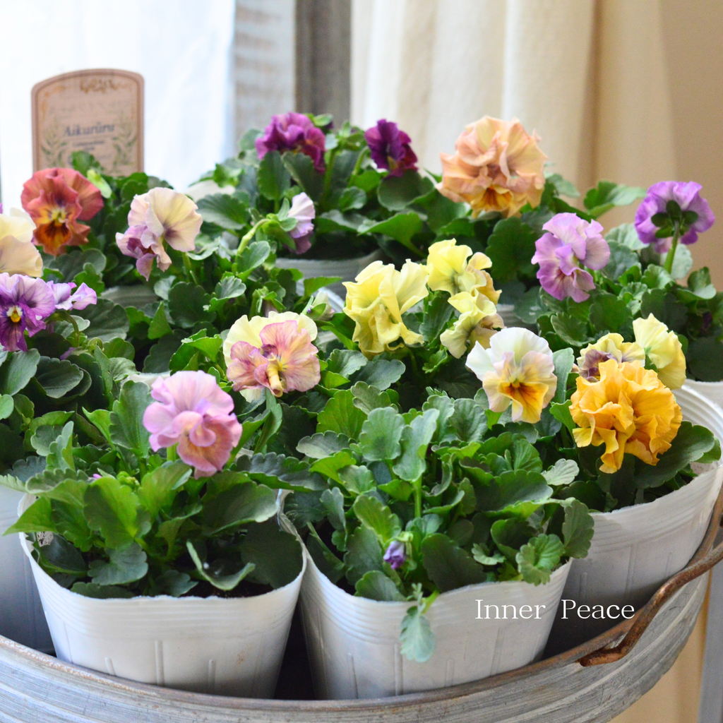 ビオラアイクルール24本セット ff155ebf36d800ad2d648d49d52979