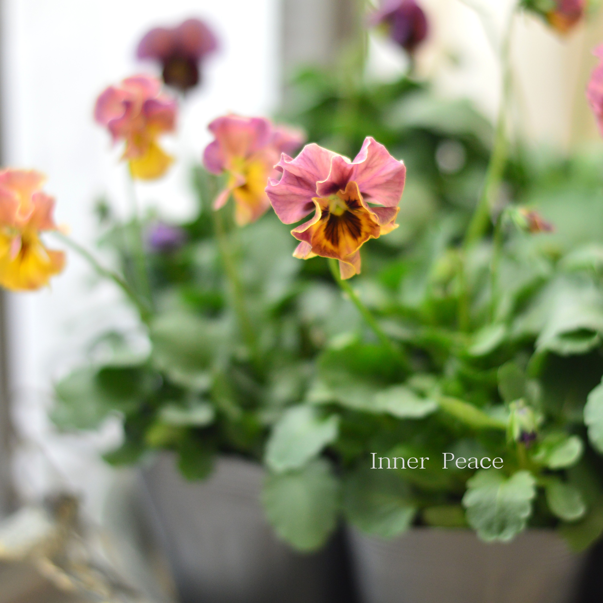 【吉村龍典さん育種ビオラ】 君待ちシリーズ　　3.5寸POT