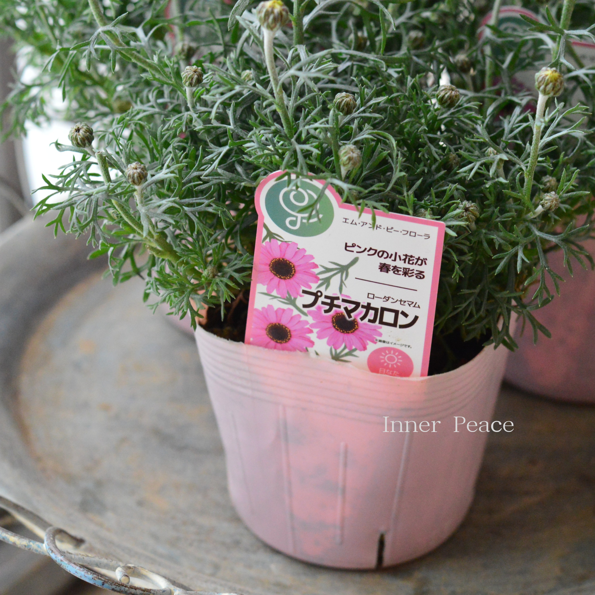 【大人かわいい】 ローダンセマム　『プチマカロン』   3.5寸POT