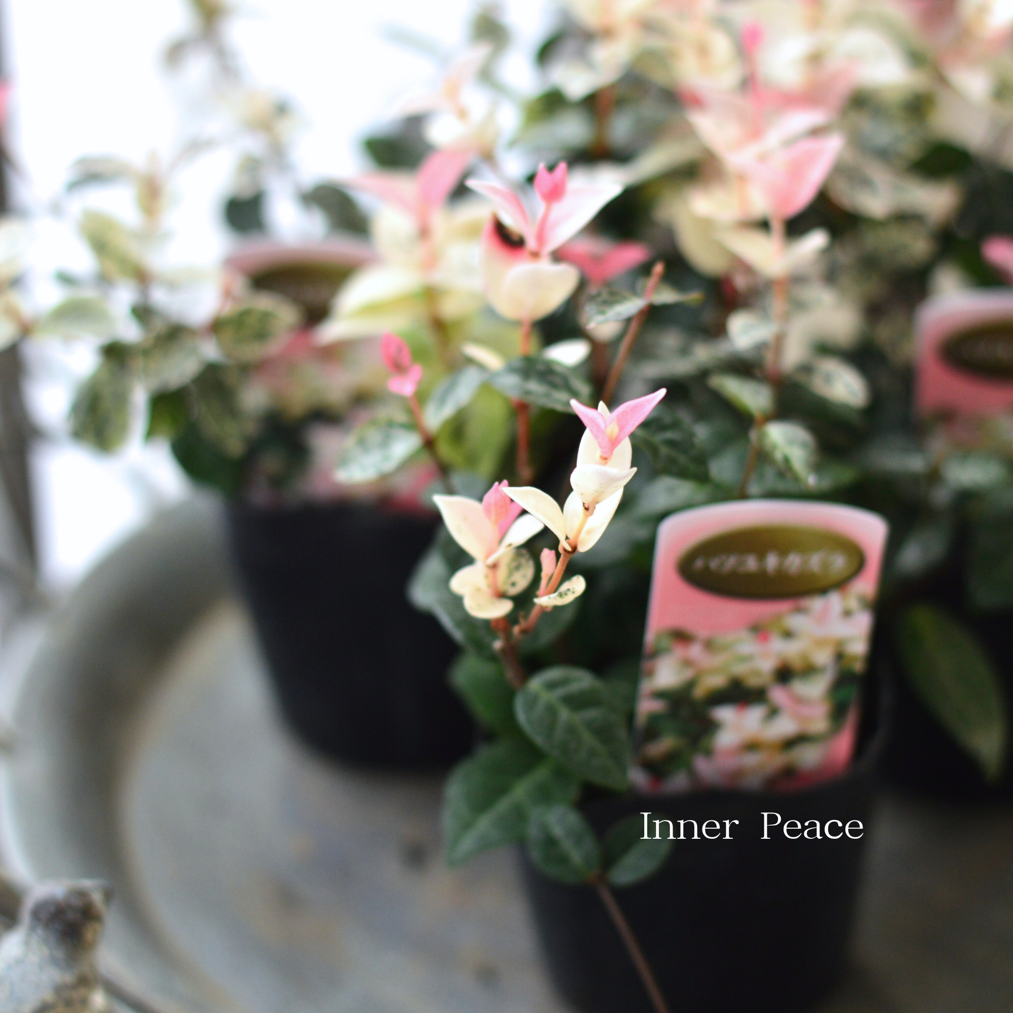 【美しい】 ハツユキカズラ　　3寸POT