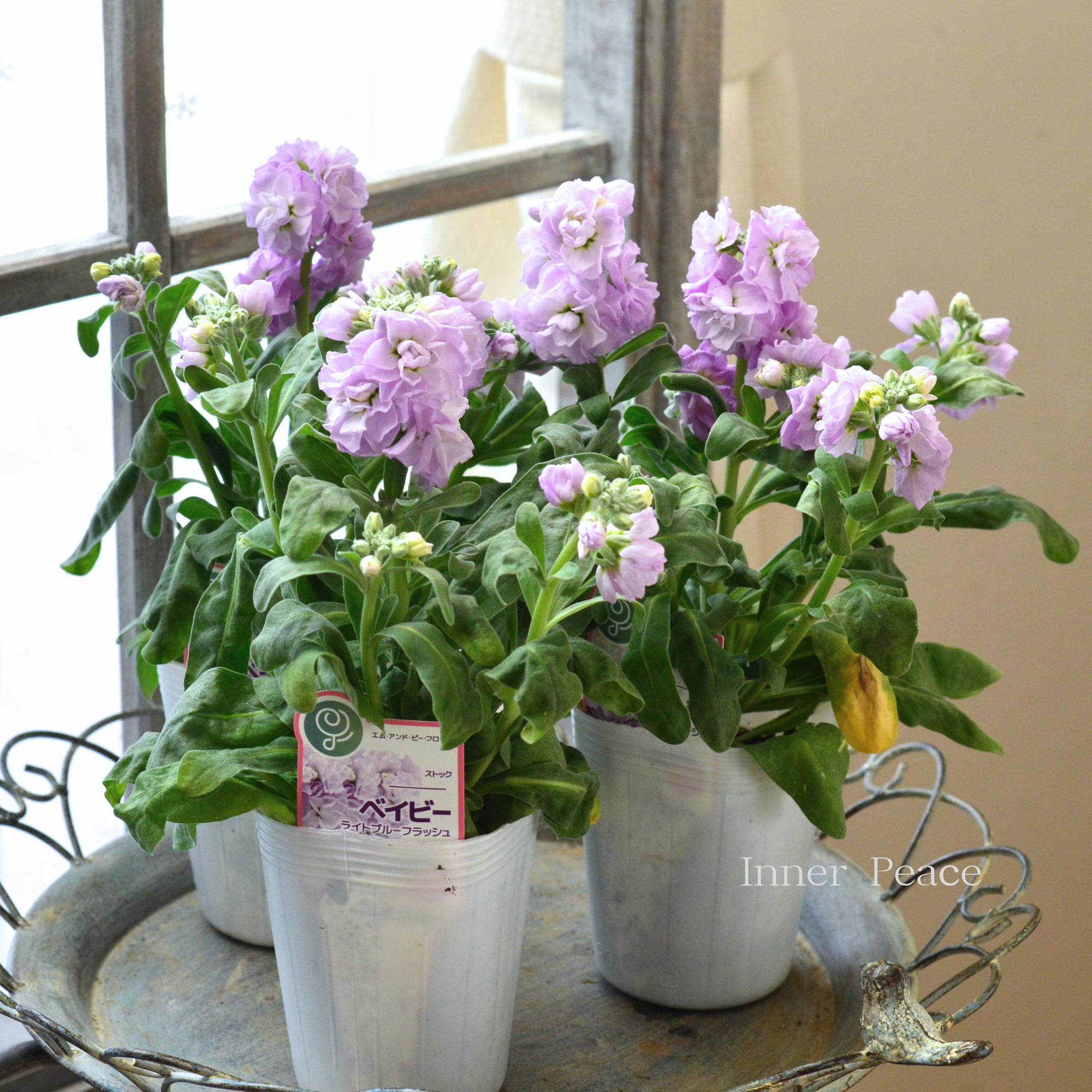 【八重咲き】 ストック ベイビー　『ライトブルーフラッシュ』　  3寸ロングPOT