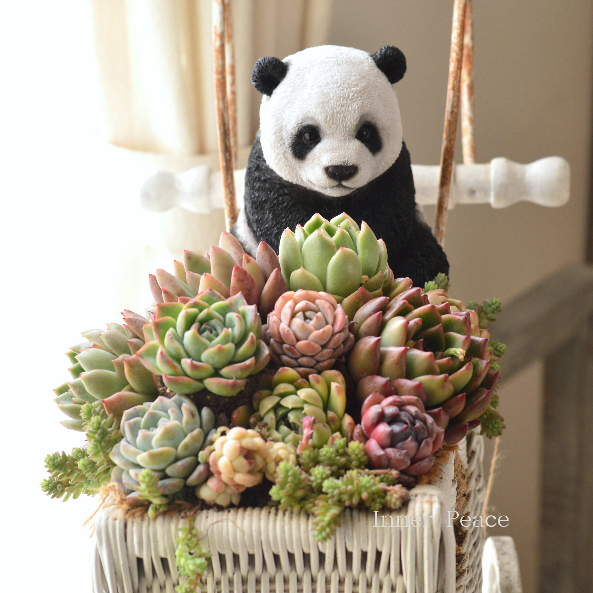 多肉植物の寄せ植え　（パンダとカート付き）