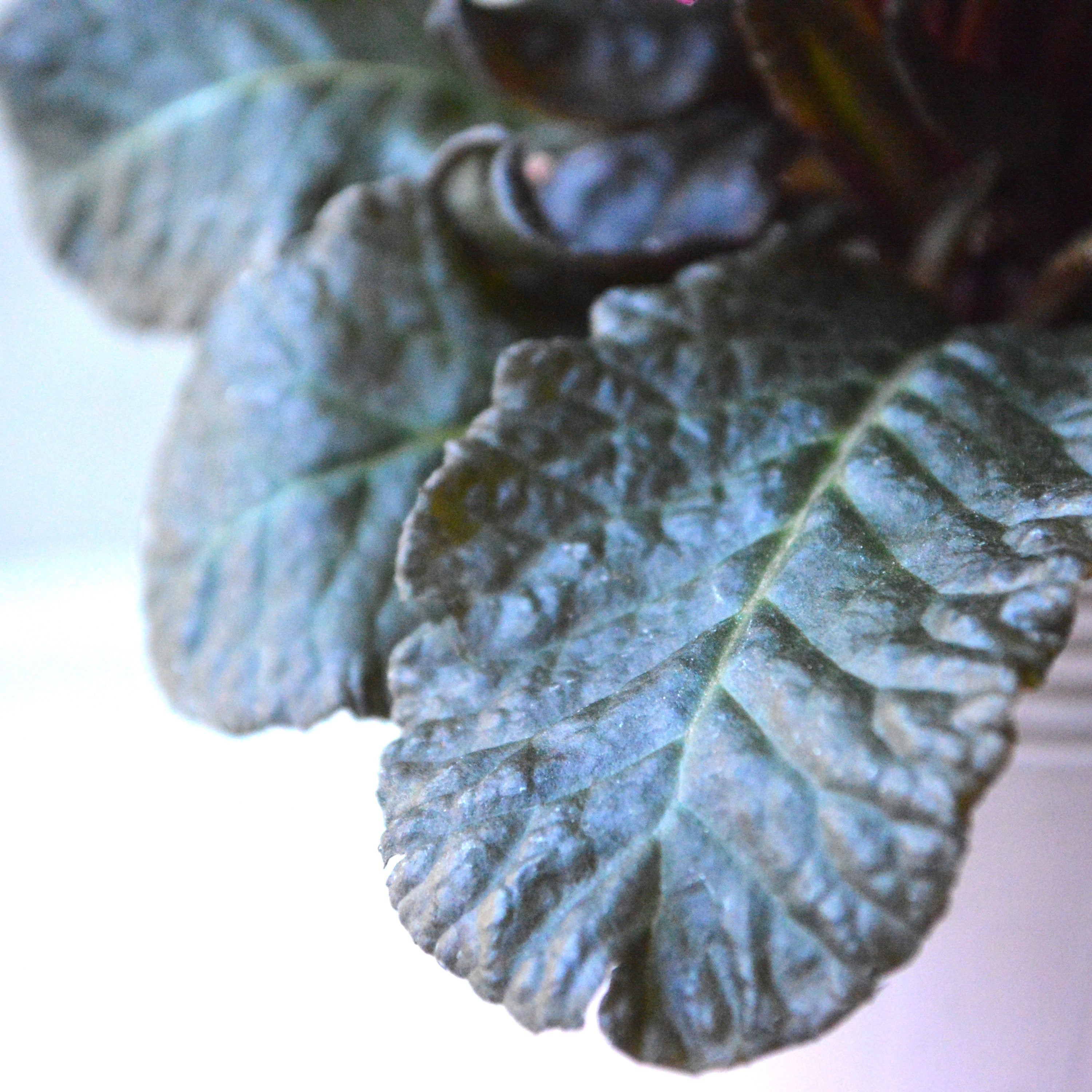 【k-plantsさん】 銅葉プリムラ 『スモーキー』  2.5寸POT