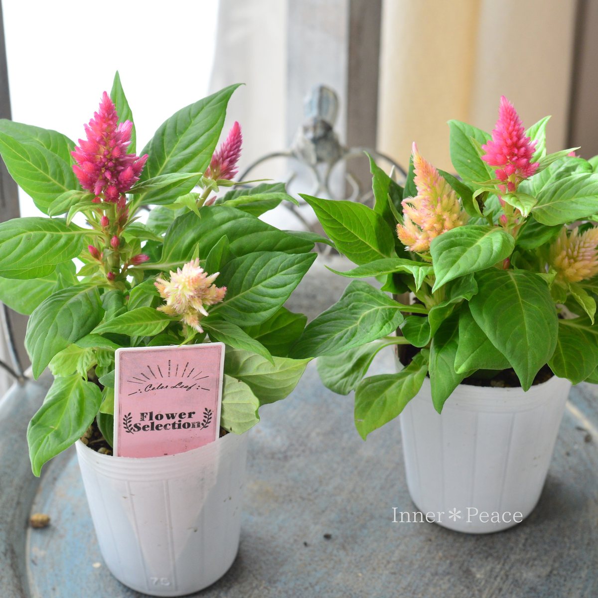 【かわいい】 セロシア（ケイトウ）　『キモノミックス・濃ピンク×薄ピンク』　　3寸POT